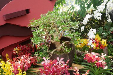 PUTRAJAYA, MALAYSIA - 26 AĞUSTOS 2021: Malezya Kraliyet Floria Putrajaya Bahçesi parkındaki Bonsai ağaçları. Bonzai 'nin büyüklüğüne ve tasarımına adapte olmuş saksılarda bahçıvanlık..