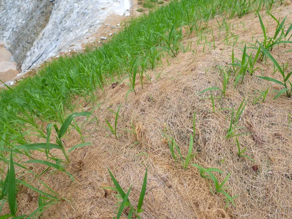 Permanent Lutningsskydd Med Gräs Med Hydrofrömetoden Gräset Används För Att — Stockfoto