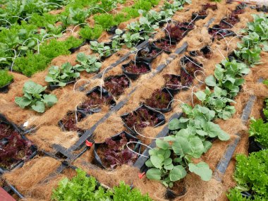 MELAKA, MALAYSIA -JULY 9, 2021: Vegetables are planted in a mixture and water is supplied with a drip irrigation system. Coconut husks are placed on the top of the soil to retain moisture.