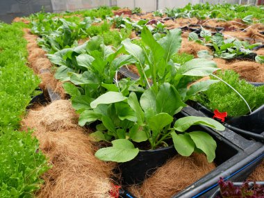 MELAKA, MALAYSIA -JULY 9, 2021: Vegetables are planted in a mixture and water is supplied with a drip irrigation system. Coconut husks are placed on the top of the soil to retain moisture.