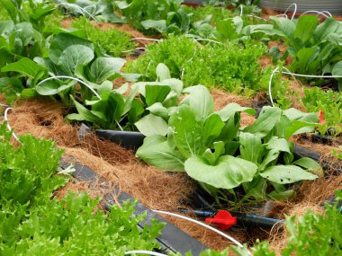MELAKA, MALAYSIA -JULY 9, 2021: Vegetables are planted in a mixture and water is supplied with a drip irrigation system. Coconut husks are placed on the top of the soil to retain moisture.