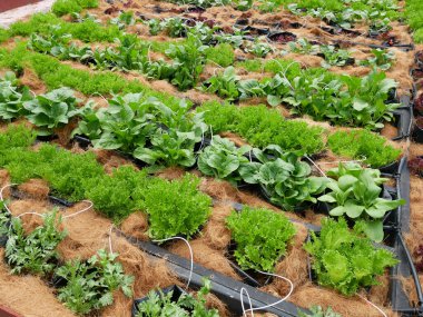 MELAKA, MALAYSIA -JULY 9, 2021: Vegetables are planted in a mixture and water is supplied with a drip irrigation system. Coconut husks are placed on the top of the soil to retain moisture.