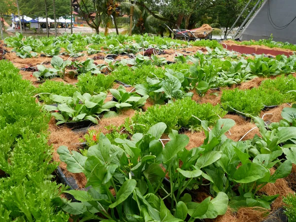 Melaka Malaysia July 2021 Vegetables Planted Mixture Water Supplied Drip — Stock Photo, Image