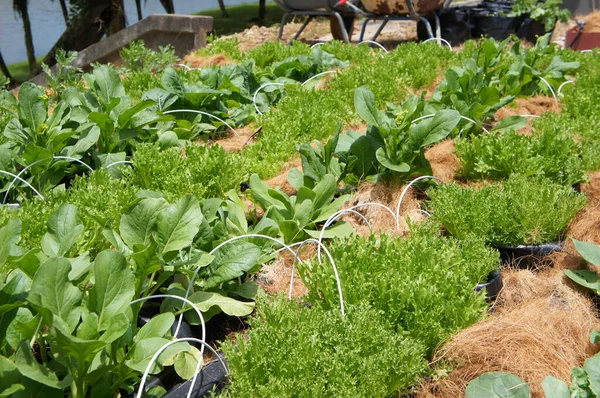 Melaka Malaysia July 2021 Vegetables Planted Mixture Water Supplied Drip — Stok fotoğraf