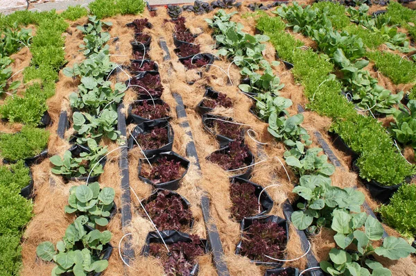 Melaka Malaysia July 2021 Vegetables Planted Mixture Water Supplied Drip — Stock Photo, Image