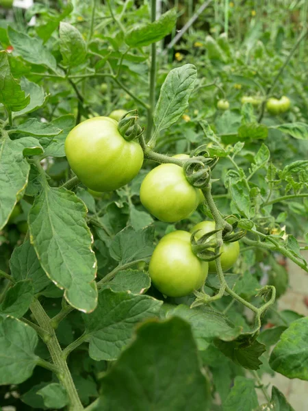Tomatoes Still Young Still Tree Fruit Yet Suitable Eating Farmers — Stock Fotó