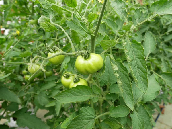 Tomatoes Still Young Still Tree Fruit Yet Suitable Eating Farmers — Stock Fotó