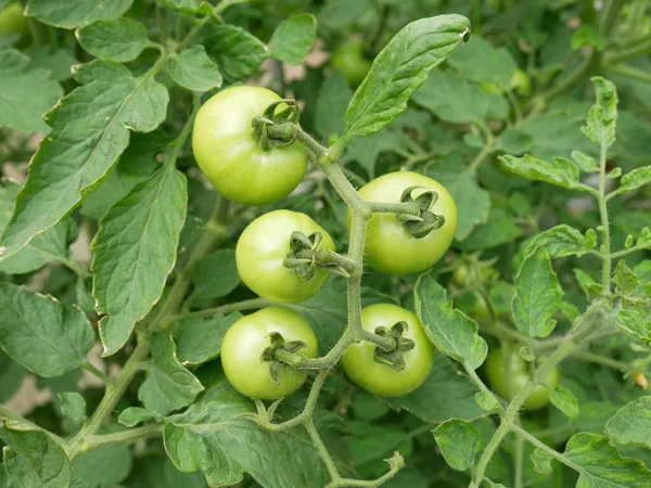 Tomatoes Still Young Still Tree Fruit Yet Suitable Eating Farmers — Stock Fotó