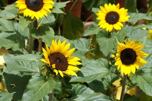 Selangor Malaysia August 2021 Medium Sized Sunflowers Bloom Garden Grows — Stock Photo, Image