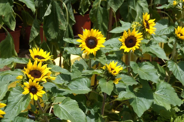 Selangor Malaysia August 2021 Medium Sized Sunflowers Bloom Garden Grows — Stock Photo, Image