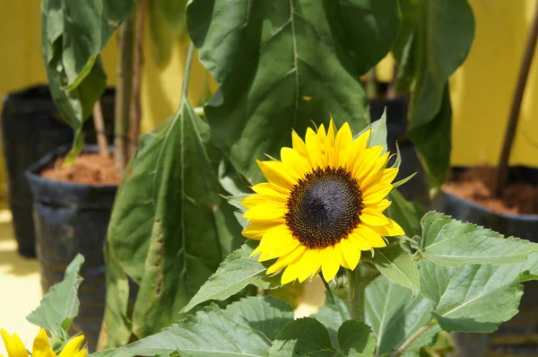 Selangor Malaysia August 2021 Medium Sized Sunflowers Bloom Garden Grows — Stock Photo, Image