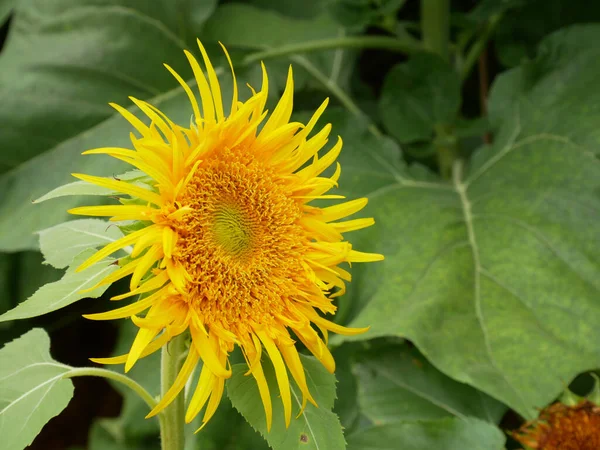 Selangor Malaysia August 2021 Medium Sized Sunflowers Bloom Garden Grows — Stock Photo, Image