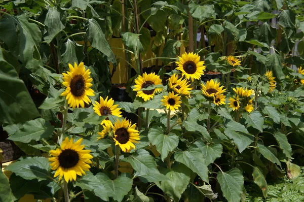 Selangor Malaysia August 2021 Medium Sized Sunflowers Bloom Garden Grows — Stock Photo, Image