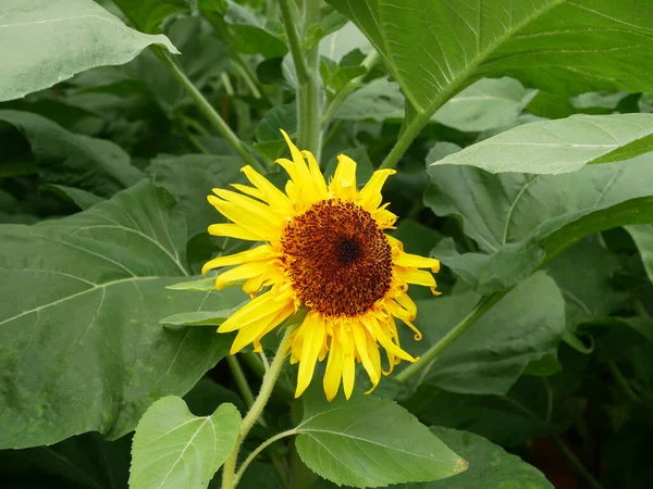 Selangor Malaysia August 2021 Medium Sized Sunflowers Bloom Garden Grows — Stock Photo, Image