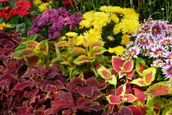 SELANGOR, MALAYSIA -JULY 2, 2022: Various species of tropical flowers are planted in a flower garden. The flowers are arranged and mixed according to the design and theme.