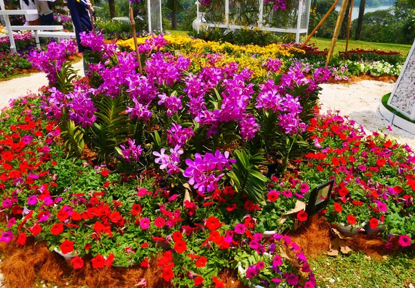 Selangor Malaysia July 2022 Various Species Tropical Flowers Planted Flower — Stock Photo, Image