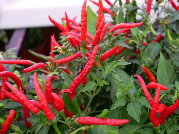 Chili fruits on a chili tree. Some of them are still young and not yet ready to be harvested. Chili is one of the main ingredients in cooking in Southeast Asia especially. Gives a spicy taste to food.