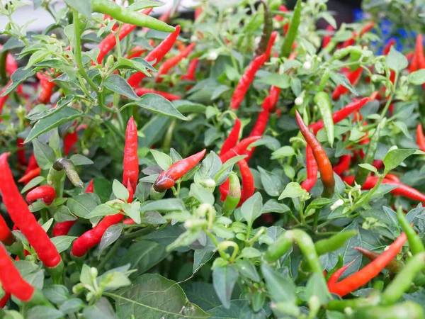 Chili fruits on a chili tree. Some of them are still young and not yet ready to be harvested. Chili is one of the main ingredients in cooking in Southeast Asia especially. Gives a spicy taste to food.