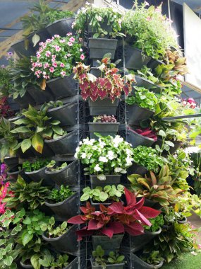 KLANG, MALAYSIA -MARCH 5, 2022: Herbs plant, flower, and vegetable planting in plastic pots, and it was hanged & arranged vertically to form a vertical garden. Suitable for gardens in urban areas.