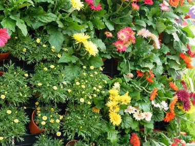 KLANG, MALAYSIA -MARCH 5, 2022: Herbs plant, flower, and vegetable planting in plastic pots, and it was hanged & arranged vertically to form a vertical garden. Suitable for gardens in urban areas.