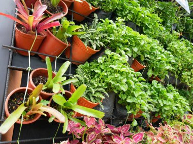 KLANG, MALAYSIA -MARCH 5, 2022: Herbs plant, flower, and vegetable planting in plastic pots, and it was hanged & arranged vertically to form a vertical garden. Suitable for gardens in urban areas.