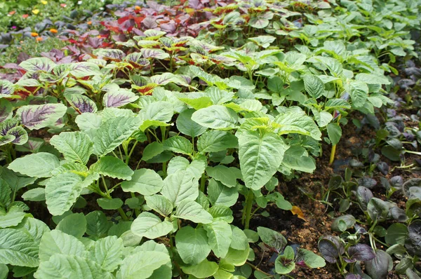 Various Species Spinach Its Scientific Name Amaranthus Planted Together Spinach — 스톡 사진