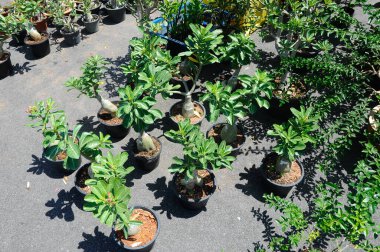 Adenium obesum flower or or local Malay called kemboja flower at nursery. Numerous hybrids have been developed and commonly used for bonsai. 