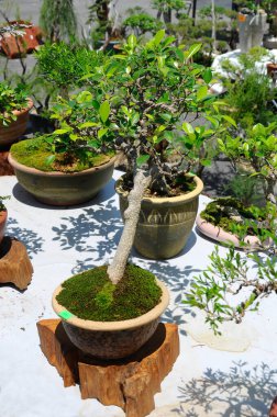 PUTRAJAYA, MALAYSIA -MAY 30, 2016: Bonsai tree creatively made from wild trees display at Royal Floria Putrajaya garden in Putrajaya, Malaysia.