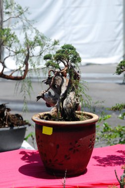 PUTRAJAYA, MALAYSIA -MAY 30, 2016: Bonsai tree creatively made from wild trees display at Royal Floria Putrajaya garden in Putrajaya, Malaysia.