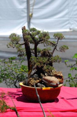 PUTRAJAYA, MALAYSIA -MAY 30, 2016: Bonsai tree creatively made from wild trees display at Royal Floria Putrajaya garden in Putrajaya, Malaysia.