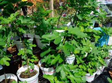 PUTRAJAYA, MALAYSIA -MAY 30, 2016: Fig and fig fruit trees planted in small pots.