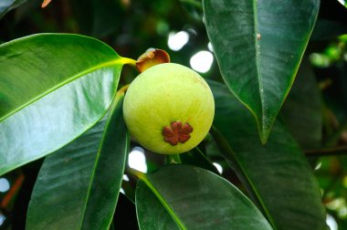 Small mangosteen fruit. Yet ripe