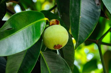 Small mangosteen fruit. Yet ripe