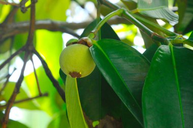 Small mangosteen fruit. Yet ripe