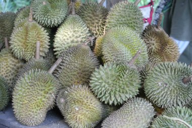MALACCA, MALAYSIA -JULY 30, 2016: Pile of durian fruit on table and ready to sale. 
