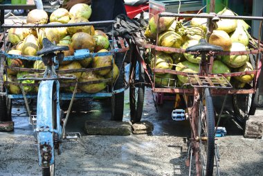 Coconut harvested and collected on a bike
