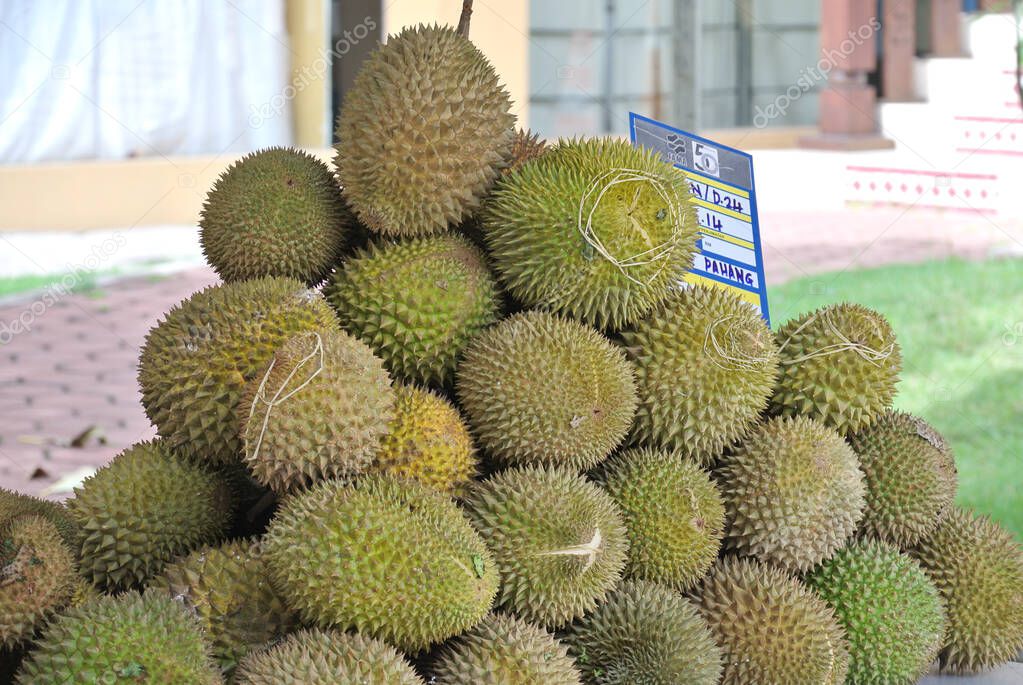 MALACCA, MALAYSIA -JULY 30, 2016: Pile of durian fruit on table and ready to sale. 