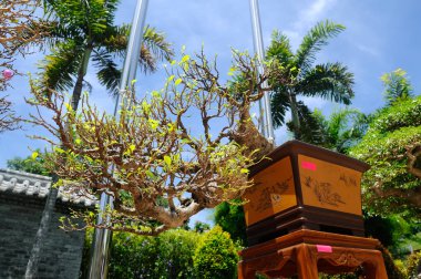 PUTRAJAYA, MALAYSIA - 30 Mayıs 2016: Putrajaya, Malezya 'da Royal Floria Putrajaya 2016 döneminde halka Bonsai ağacı.
