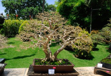 PUTRAJAYA, MALAYSIA - 30 Mayıs 2016: Putrajaya, Malezya 'da Royal Floria Putrajaya 2016 döneminde halka Bonsai ağacı.