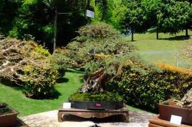 PUTRAJAYA, MALAYSIA - 30 Mayıs 2016: Putrajaya, Malezya 'da Royal Floria Putrajaya 2016 döneminde halka Bonsai ağacı.