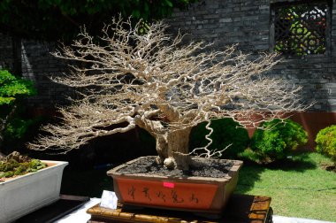 PUTRAJAYA, MALAYSIA - 30 Mayıs 2016: Putrajaya, Malezya 'da Royal Floria Putrajaya 2016 döneminde halka Bonsai ağacı.