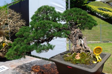 PUTRAJAYA, MALAYSIA - 30 Mayıs 2016: Putrajaya, Malezya 'daki Royal Floria Putrajaya 2016' da halk için Bonsai ağacı görüntüsü.