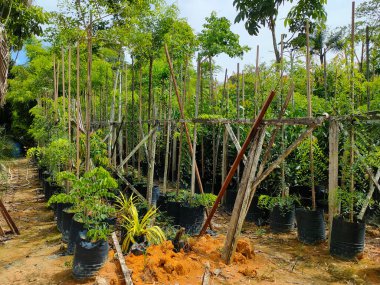 JOHOR, Malezya - 4 Mayıs 2022: Tropikal bitkiler bir bitki bakım evinde yetiştirilir. Çocuk odasının büyük boyutu çok sayıda bitkiyi barındırabilir. Türlere ve sınıflara göre sıralanır.