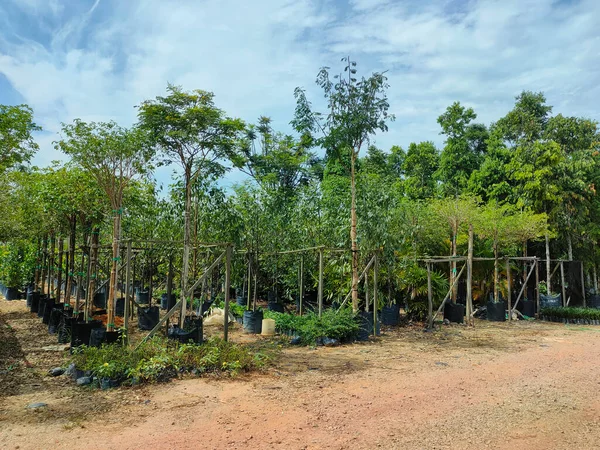 Johor Malasia Mayo 2022 Las Plantas Tropicales Cultivan Vivero Plantas —  Fotos de Stock