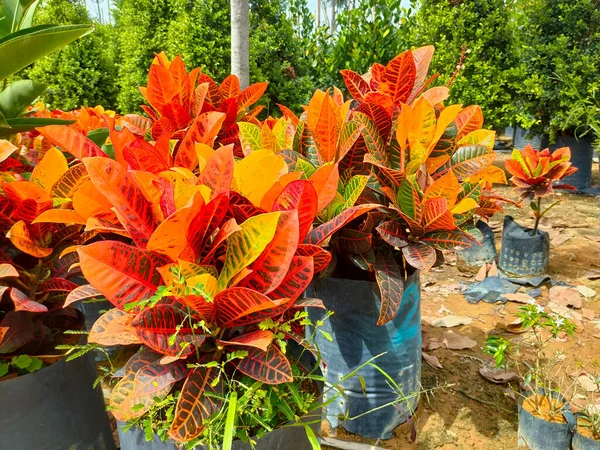 Johor Μαλαισια Μαϊου 2022 Τροπικά Φυτά Καλλιεργούνται Φυτώριο Φυτών Μεγάλο — Φωτογραφία Αρχείου