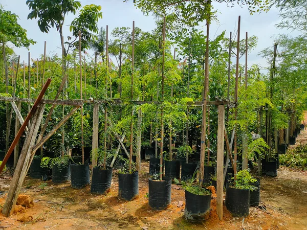 Johor Malasia Mayo 2022 Las Plantas Tropicales Cultivan Vivero Plantas —  Fotos de Stock