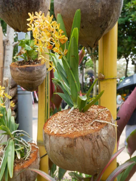 Flowers are planted in containers made from old coconuts. This container is hung and made into an attractive decoration.