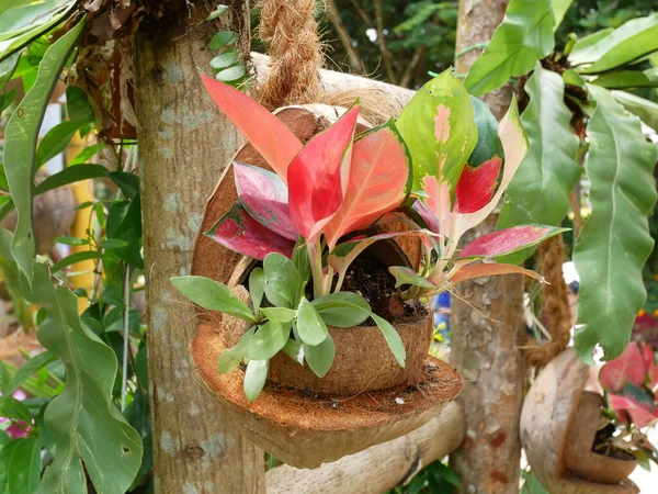 Flowers are planted in containers made from old coconuts. This container is hung and made into an attractive decoration.