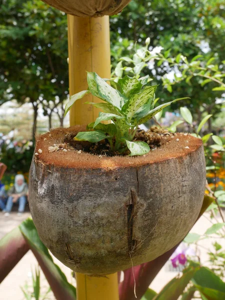 Flowers are planted in containers made from old coconuts. This container is hung and made into an attractive decoration.