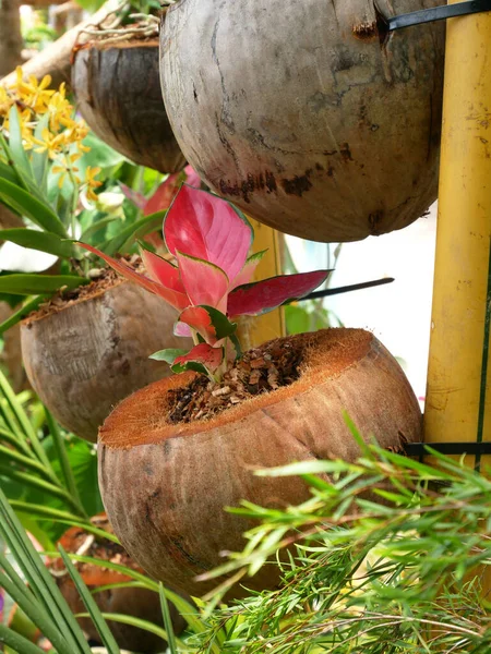 Flowers are planted in containers made from old coconuts. This container is hung and made into an attractive decoration.